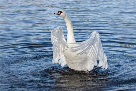 水中振翅的天鹅激起涟漪