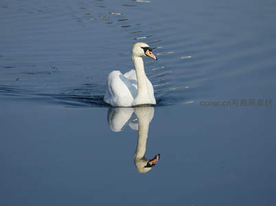 水面倒影中的静谧天鹅
