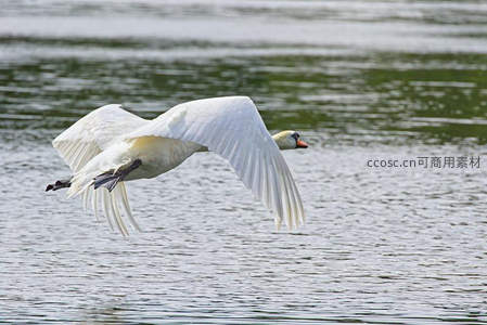 低空飞翔的白天鹅掠过水面