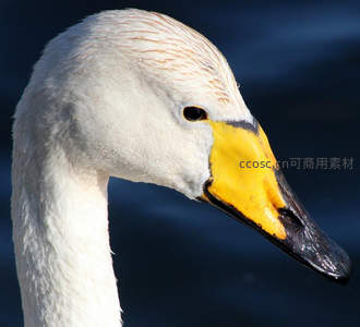 特写镜头下天鹅精致的头部细节