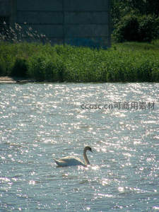 湖面波光粼粼，白天鹅悠然游弋