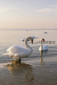 湖畔双天鹅优雅伫立水波间