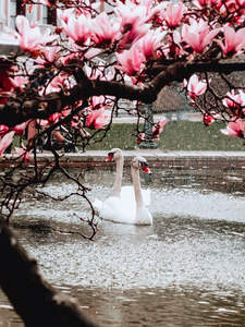 玉兰花开时节白鹅戏水池