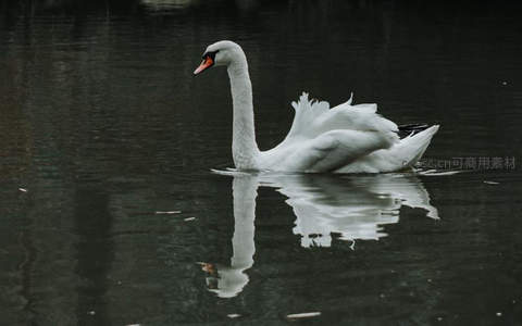 孤影天鹅静浮幽暗湖面