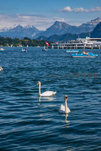 湖光山色间天鹅悠游，游人泛舟享惬意时光