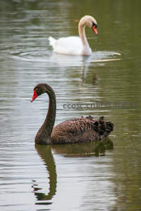 黑天鹅与白天鹅同框，静谧水面倒影如画