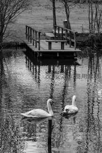 黑白光影中的天鹅之舞，木桥倒影添诗意