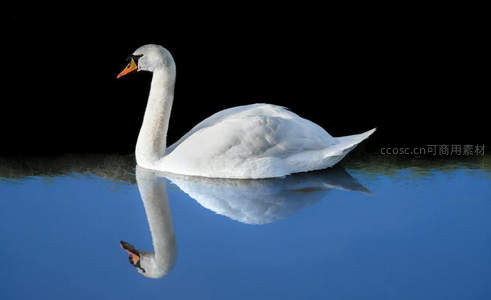黑背景下的优雅天鹅与完美倒影