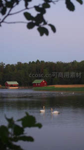 暮色湖畔双天鹅，红屋绿树映衬田园诗