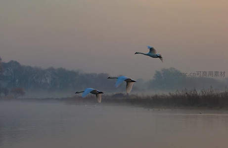 晨雾中三只天鹅振翅飞越湖面
