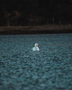 暮色湖心孤天鹅的沉思时刻