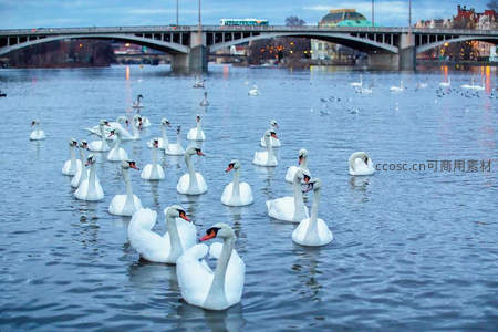城市河畔群鹅悠游桥影之下