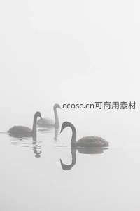 浓雾弥漫中三只天鹅若隐若现