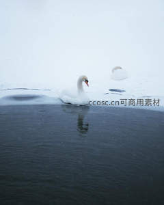 雪中孤雁立冰河，洁白身影映寒水