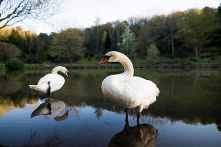 湖畔天鹅静立，倒影如画映林间