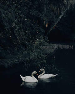 暗夜竹影下，双天鹅低首情意绵
