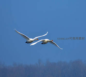 蓝天之下双天鹅振翅翱翔