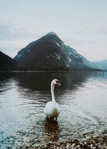 雪山湖畔孤天鹅伫立浅滩