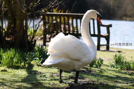 草坪天鹅昂首漫步阳光斑驳