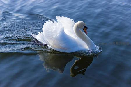 优雅天鹅水中游弋，倒影如画