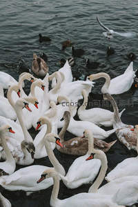 群鹅戏水，黑羽点缀湖面