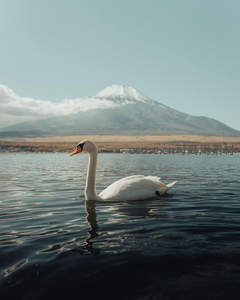 富士山下天鹅，湖光映雪峰