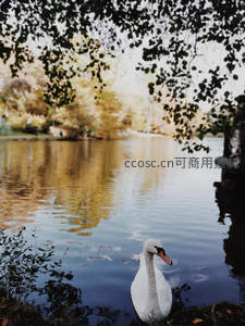 湖畔天鹅静影，秋叶如画框