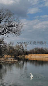 孤影天鹅划破秋日静谧湖面