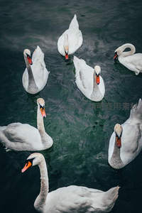 水中天鹅群特写展现优雅姿态
