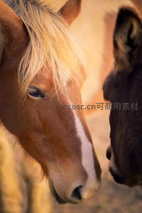 马儿亲昵耳语瞬间特写