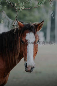 棕白相间骏马凝视镜头特写