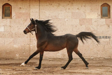 古墙前优雅踱步的黑色骏马