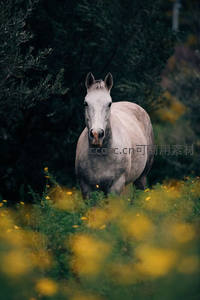 花丛中伫立的白马，目光直视镜头