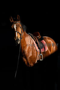 暗影中骏马披鞍，聚光灯下的高贵姿态