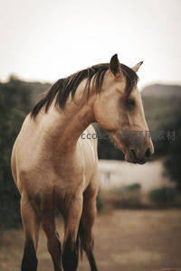夕阳下浅棕马回眸，剪影般优雅轮廓