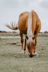棕马低头吃草，尾巴随风轻扬
