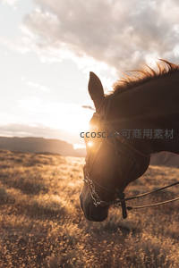 夕阳下马匹剪影，草原与云霞共舞