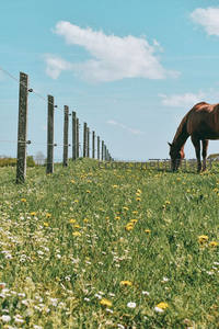 牧场野花盛放，马儿低头悠然吃草