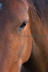 马眼微距特写，睫毛与皮毛纹理清晰
