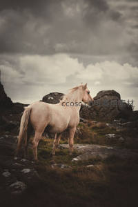 孤寂白马立于嶙峋山岩之上