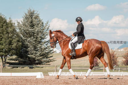 骑士驾驭棕马驰骋赛场沙地