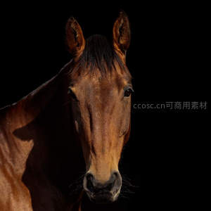 深棕骏马凝视镜头，黑幕衬托显神韵