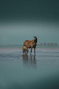 雾中母子马伫立，静谧湖面映温情