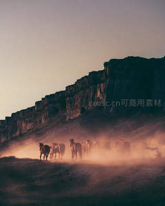 尘土飞扬中马群奔腾峡谷