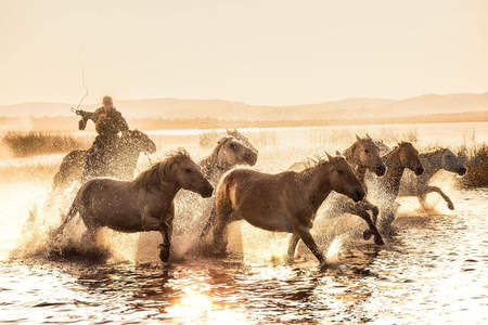 牧人策马驱赶马群溅起水花的瞬间
