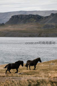 黑骏马漫步湖畔火山岩丘陵