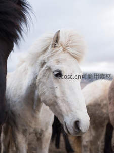 白色冰岛马群中的宁静侧颜