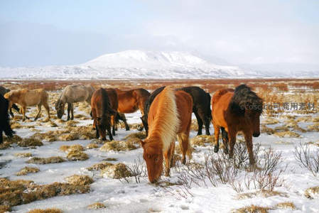 雪原上觅食的冰岛马群