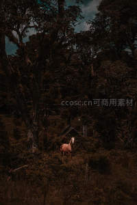 森林深处孤马与小屋的静谧画面