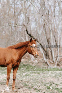 孤马伫立林间小径回眸望向远方